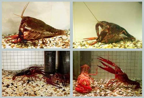 Picture 1 of Shrimp co-conflict resolution with sex