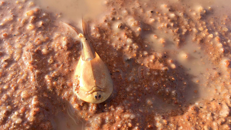 Picture 1 of Shrimp 'living fossils' resemble revived alien creatures