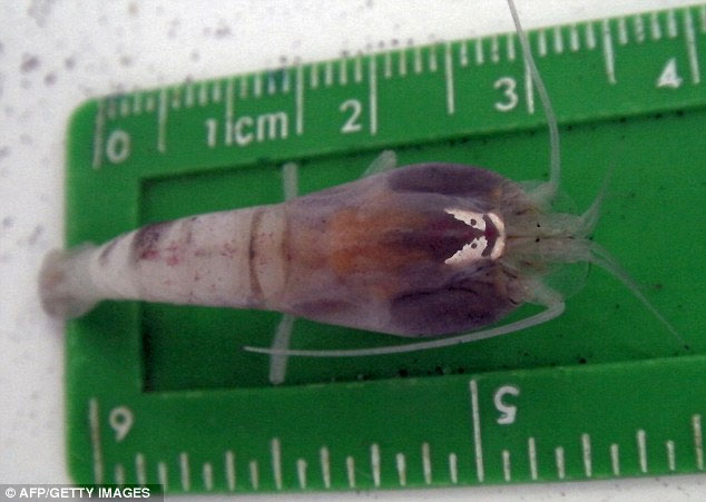 Picture 1 of Shrimp species can live in hot water of 450 degrees Celsius