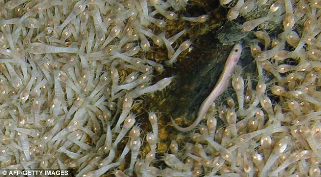 Picture 2 of Shrimp species can live in hot water of 450 degrees Celsius