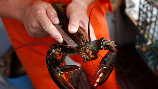 Picture 1 of Shrimp turns into a