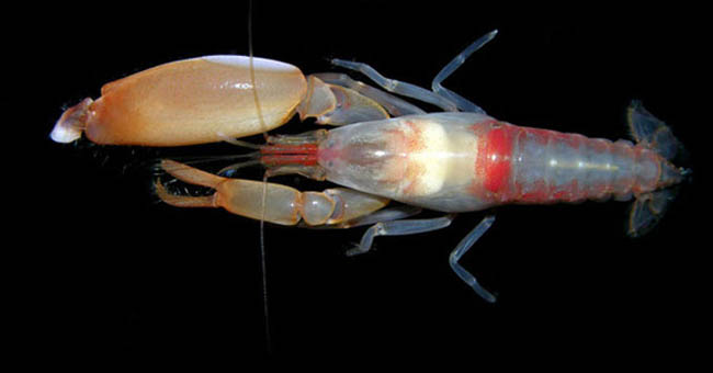 Picture 1 of Shrimps know how to shoot, like ... Songoku