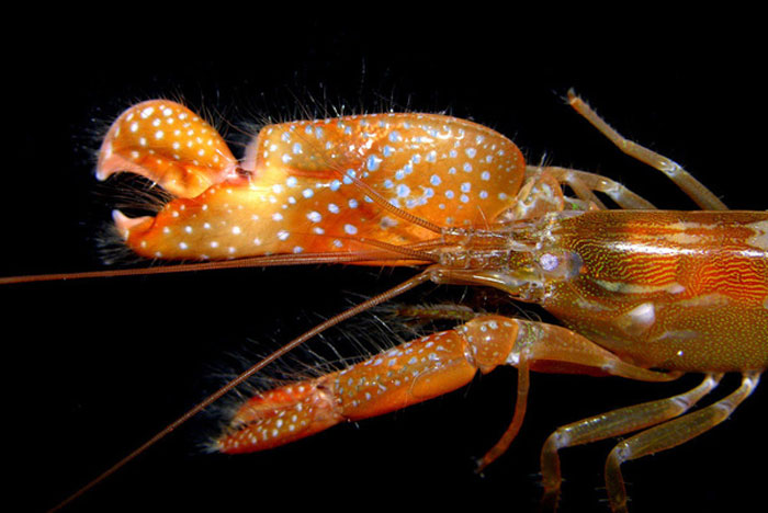 Picture 3 of Shrimps know how to shoot, like ... Songoku