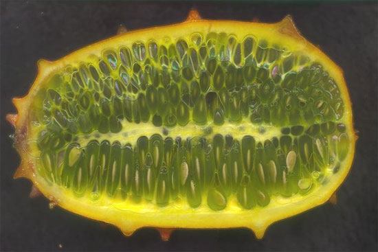 Picture 1 of Siberia farms grow vegetables from Africa and South Asia