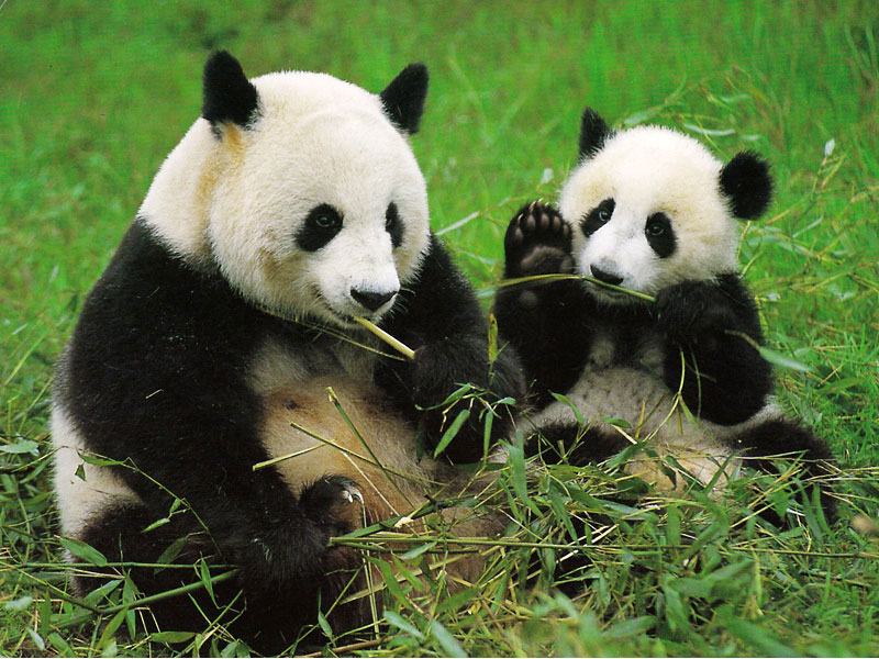 Picture 1 of Sichuan Big Panda Reserve