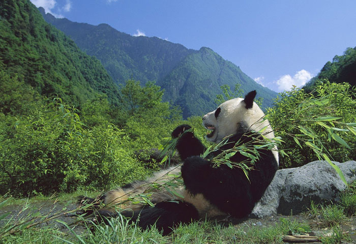 Picture 3 of Sichuan Big Panda Reserve