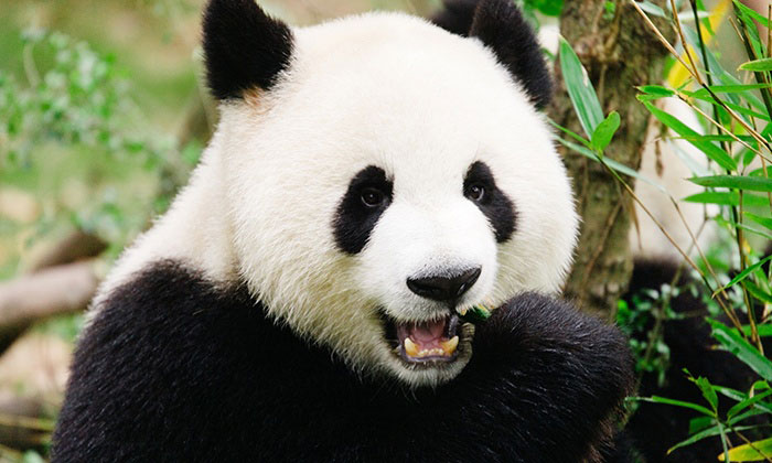 Picture 4 of Sichuan Big Panda Reserve