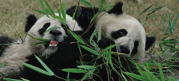 Picture 5 of Sichuan Big Panda Reserve