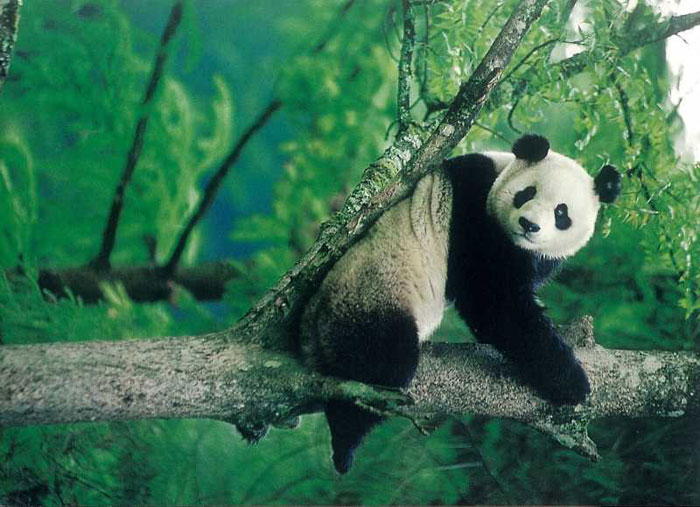 Picture 6 of Sichuan Big Panda Reserve