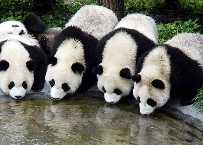 Picture 7 of Sichuan Big Panda Reserve