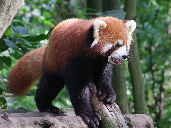 Picture 9 of Sichuan Big Panda Reserve