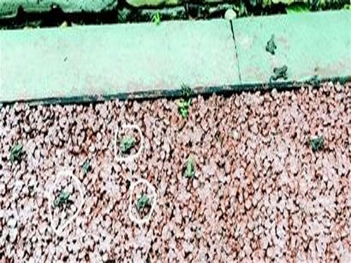 Picture 1 of Sichuan is afraid of earthquakes because frogs 'parade'