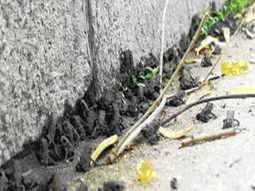 Picture 2 of Sichuan is afraid of earthquakes because frogs 'parade'