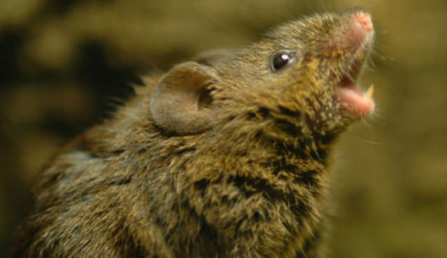 Picture 1 of Signs of learning ability in mice