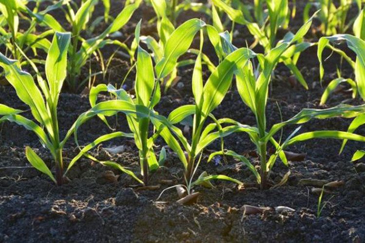 Picture 1 of Silicate rocks increase crop yields and limit CO2 emissions