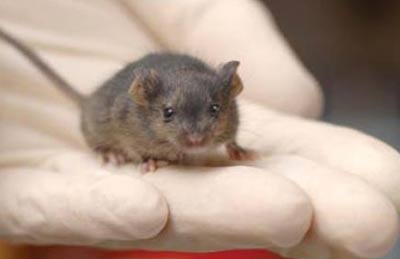 Picture 2 of Simple change turns cells into embryonic stem cells