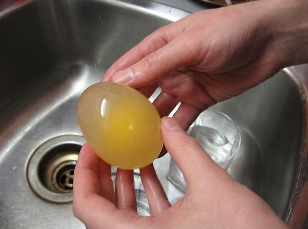 Picture 5 of Simple experiment to turn eggs into transparent balls, bouncing like table tennis