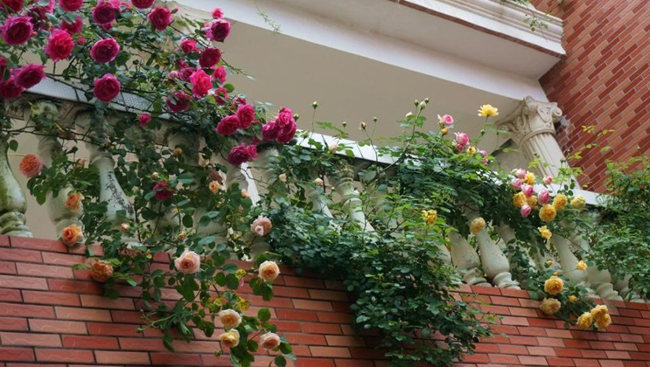 Picture 3 of Simple rose climbing techniques in pots