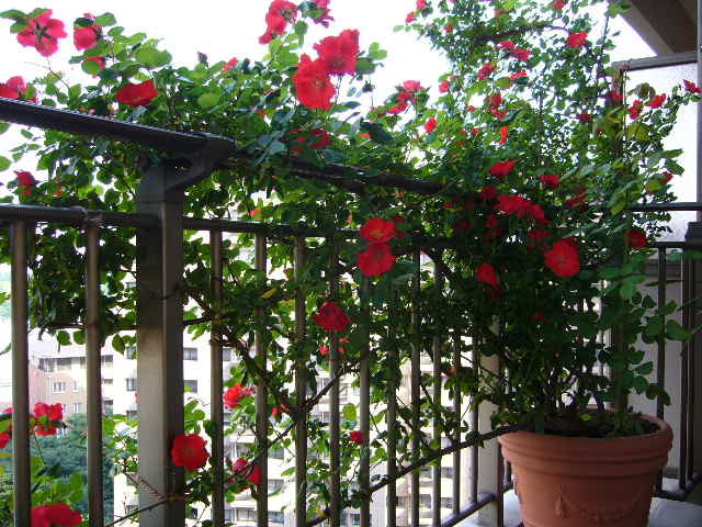 Picture 4 of Simple rose climbing techniques in pots