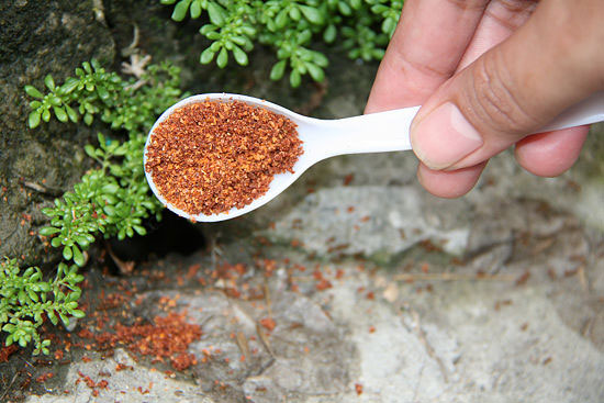 Picture 2 of Simple tips to help chase ants