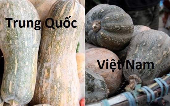 Picture 10 of Simple way to identify Chinese vegetables and fruits