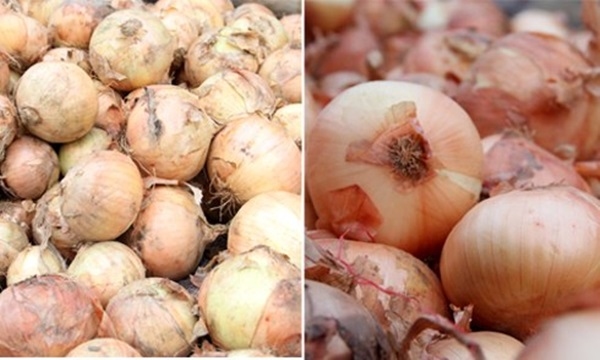 Picture 6 of Simple way to identify Chinese vegetables and fruits