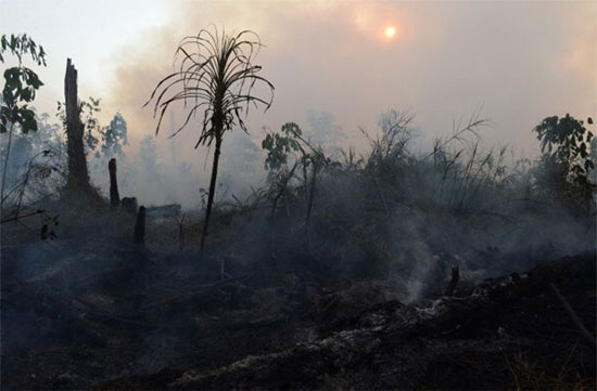 Picture 1 of Singapore is concerned about forest fires in Indonesia