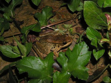 Picture 1 of 'Singing' frogs when mating