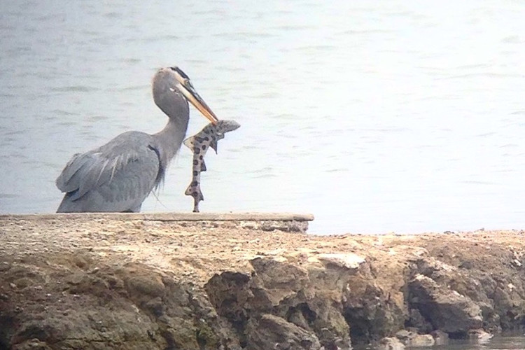 Picture 1 of Skilled shark hunting skills of the heron