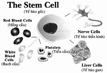 Picture 2 of Skin regeneration into stem cells