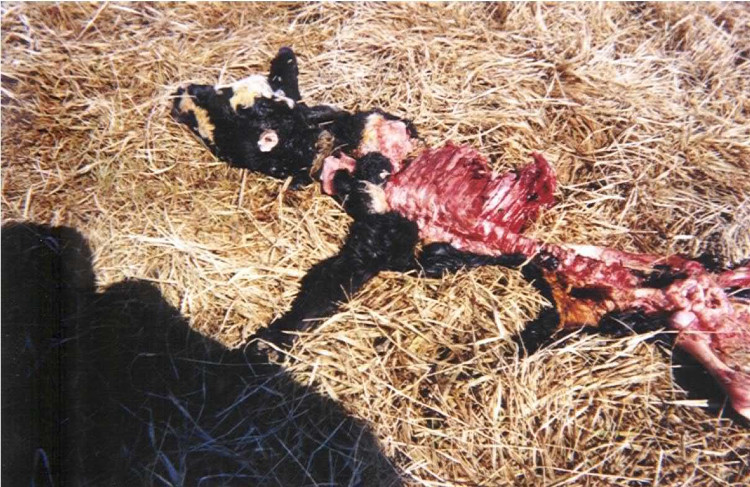 Picture 3 of Skinwalker - The most exotic place on Earth