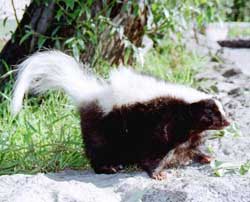 Picture 1 of Skunks have stripes