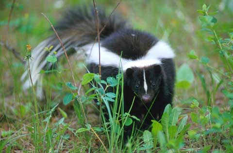Picture 3 of Skunks have stripes
