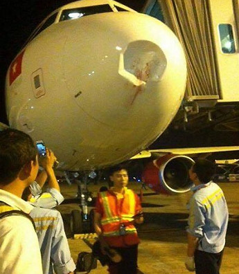 Picture 3 of Sky bird - unpredictable danger for aviation