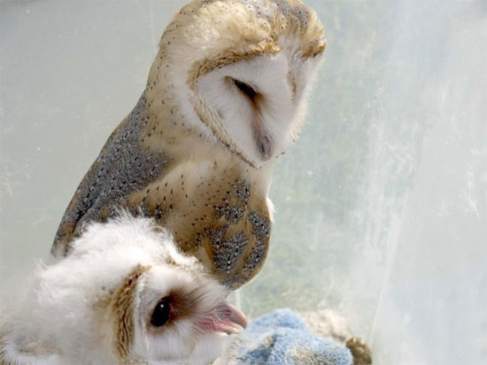 Picture 1 of Sleep affects the color of the owl?