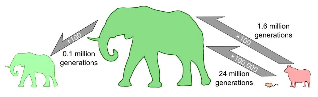 Small animals like mice can be as big as elephants after 24 million generations images 1