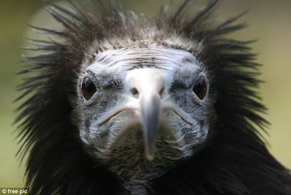 Picture 4 of Small experiments show us the feeling of being scolded by vultures