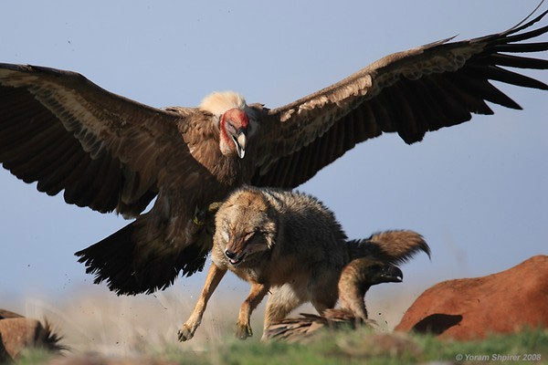 Picture 5 of Small experiments show us the feeling of being scolded by vultures