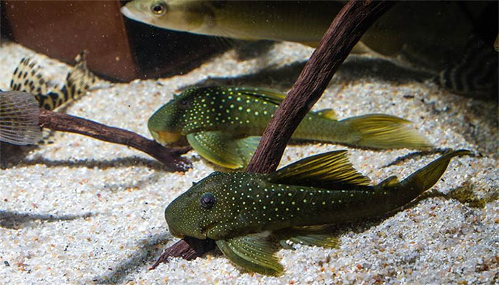 Picture 1 of Small fish, but 'weird' to fish eaters also abstain