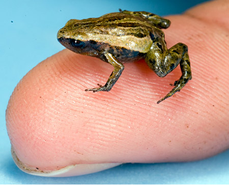 Picture 1 of Small frog with a coin
