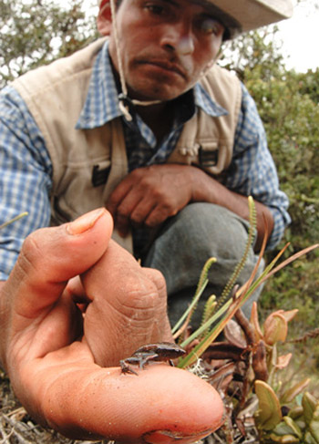 Picture 2 of Small frog with a coin