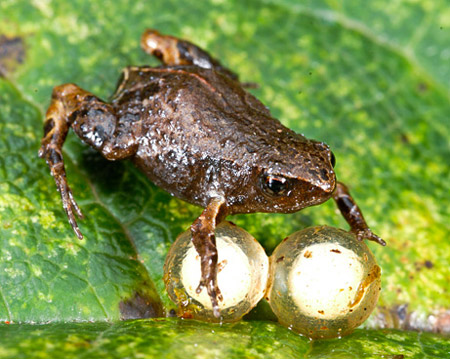 Picture 3 of Small frog with a coin