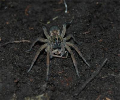 Picture 1 of Small males easily become meals for their children