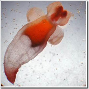 Picture 1 of Small marine creatures signal climate change
