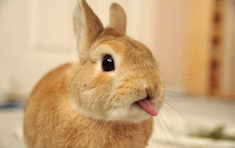 Picture 1 of Small mistake makes Australia struggling to resist 10 billion rabbits