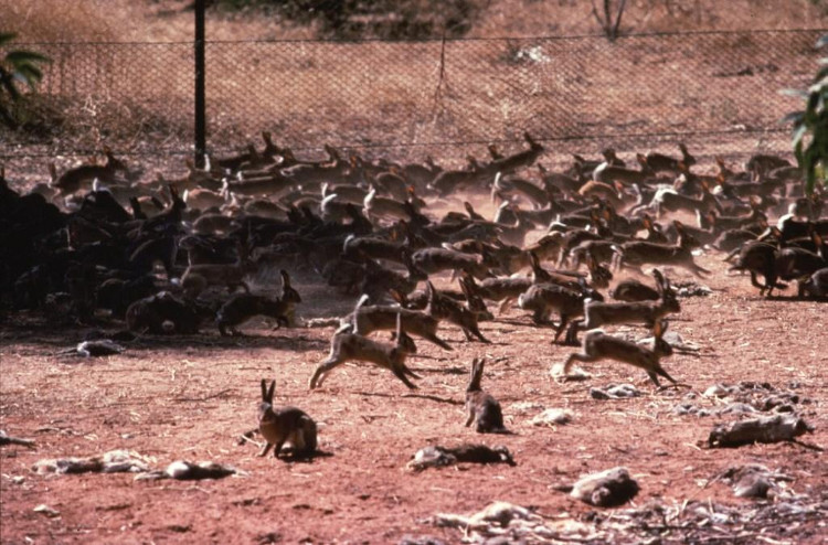 Picture 2 of Small mistake makes Australia struggling to resist 10 billion rabbits