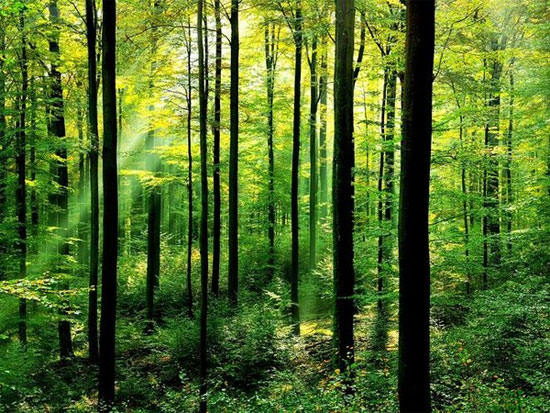 Picture 3 of Smell the characteristic scent of countries around the world