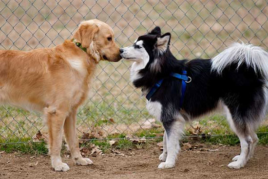 Picture 1 of Smelling animals to ... communicate