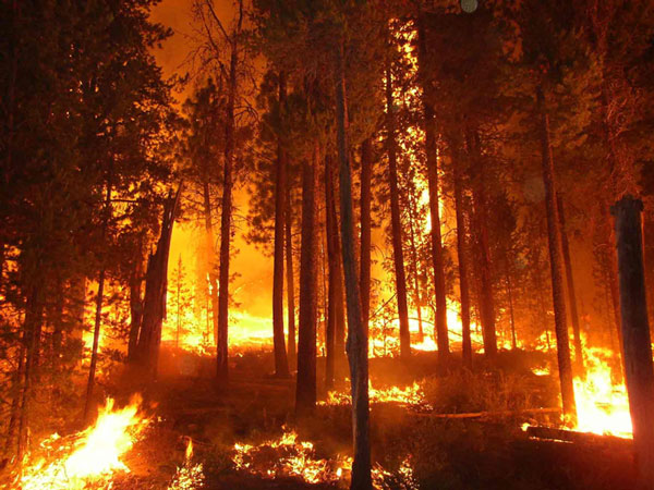 Picture 1 of Smoke and forest fires are assassins with humanity