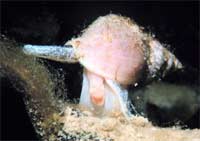 Picture 1 of Snail species 'wearing armor'